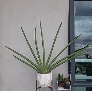 Dracaena Angolensis Sansevieria Cilíndrica Suculenta