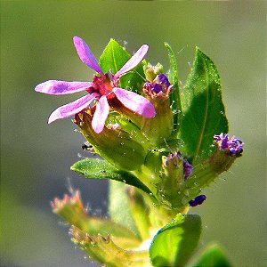 Sete Sangrias - Planta Medicinal Cuphea carthagenensis