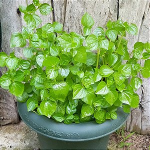 Erva-de-Jabuti - Peperomia pellucida (Verdinha)