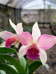 Orquídea Cattleya Forbesi x Cattleya Intermedia