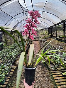 Orquídea Cymbidium Ruby