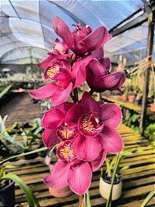 Orquídea Cymbidium Ruby