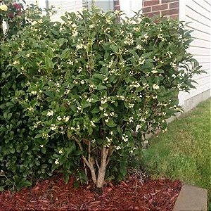 Jasmim do Imperador - ( Perfumada ) Osmanthus Fragrans