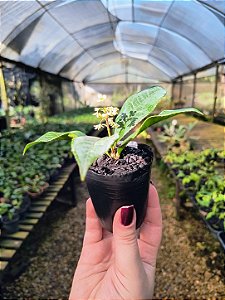 Jasmim do Imperador - Osmanthus Fragrans