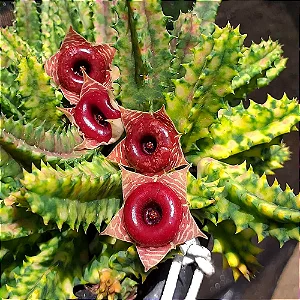 Suculenta Huernia insigniflora