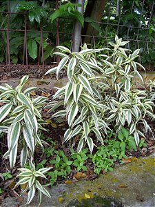 Dracena Braunii - Bambu da Sorte Variegata