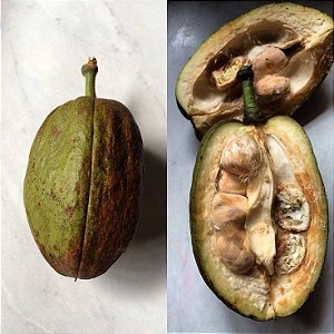 Muda de Castanha do Maranhão