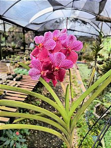 Orquídea Vanda Kulwadee Fragance Red
