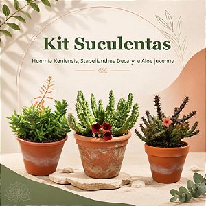 Kit Suculentas – Huernia Keniensis, Stapelianthus Decaryi e Aloe juvenna