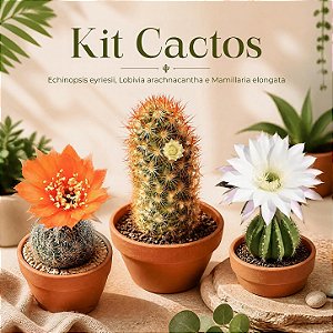 Kit Cactos – Echinopsis eyriesii, Lobivia arachnacantha e Mamillaria elongata