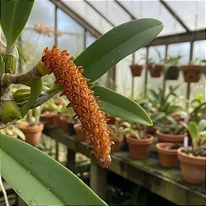 Kit Bulbophyllum – Careyanum, Fuscum e Odoratissimum