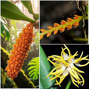 Kit Bulbophyllum – Careyanum, Fuscum e Odoratissimum