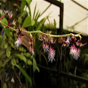 Kit Mini Orquídeas – Bulbophyllum Fuscum, Odoratissimum e Miniatum