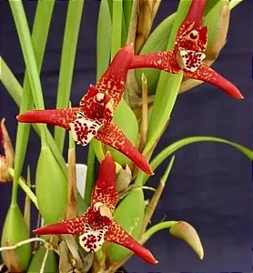 Kit Orquídeas Exóticas - Chocolate, Orquidea Coco e Gongora Gratulabunda