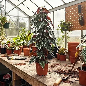 Kit de Plantas Trepadeiras - Fada Azul, Papo de Peru e Cissus Discolor