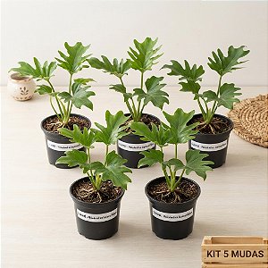 Kit com 5 Mudas de Guaimbê - Philodendron bipinnatifidum