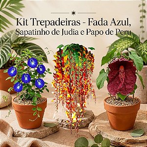 Kit PlantasTrepadeiras - Fada Azul, Sapatinho de Judia e Papo de Peru