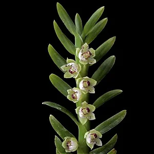 Mini Orquídea Dichaea Ancoraelabia