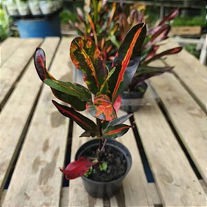 Muda de Croton Gingha