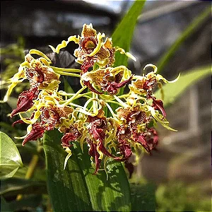 Orquídea Dendrobium Spectabile - Exótica