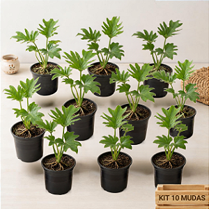 Kit 10 Mudas de Guaimbê - Philodendron bipinnatifidum
