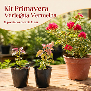 Kit Primavera - 10 Primaveras Vermelhas Variegata