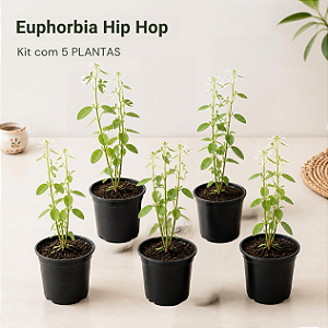 Euphorbia Hip Hop - Kit com 5 Plantas