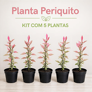 Planta Periquito - Alternanthera Rosea - KIT com 5 PLANTAS