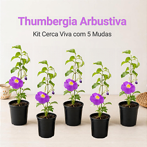 Thumbergia Arbustiva - Kit Cerca Viva com 5 Mudas