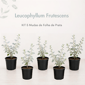 Leucophyllum Frutescens - KIT 5 Mudas de Folha de Prata