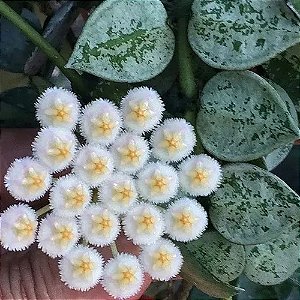 Flor de Cera Hoya Krohniana 'Eskimo' Super Silver