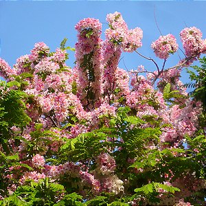 Cássia Javaneza - Cassia javanica L.