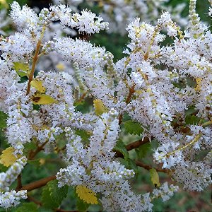 Muda de Mirra - Commiphora myrrha