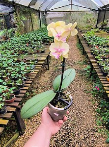 Orquídea Phalaenopsis Amarelo com Rosa