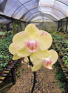 Orquídea Phalaenopsis Amarela 01