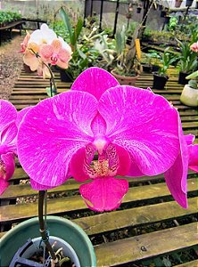 Orquídea Phalaenopsis Rosa 05