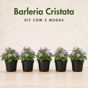 Kit com 5 Mudas de Barleria Cristata