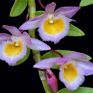 Dendrobium Loddigesii