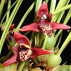 Maxillaria Tenuifolia (Orquidea Coco) - Orquidario em Mogi Mirim/SP - As  mais lindas Orquídeas!