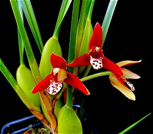 Orquidea Coco - Maxillaria Tenuifolia (Perfumada)