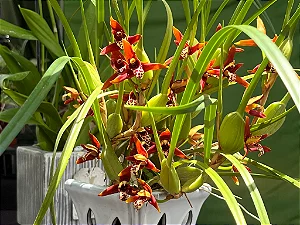 Orquidea Coco - Maxillaria Tenuifolia (Perfumada)