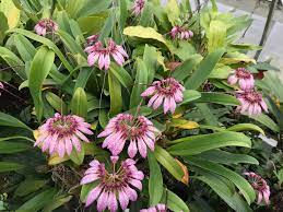 Bulbophyllum Eberhardtii
