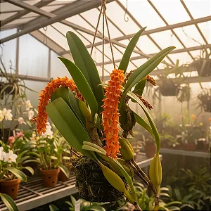 Bulbophyllum Elassonotum