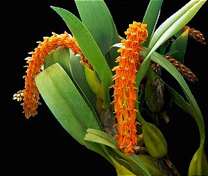 Bulbophyllum Elassonotum