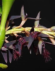 Bulbophyllum Tremulum