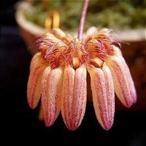 Bulbophyllum Sikkimense