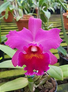 Cattleya BLC Christine Sabolsky x Wenzel