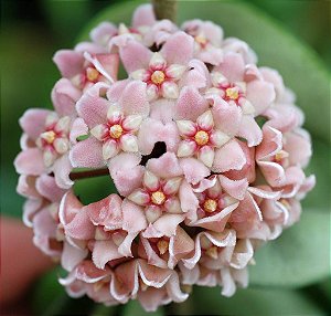 Hoya Carnosa Compacta (PEQUENA)