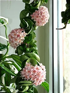 Hoya Carnosa Compacta (Muda Menor)