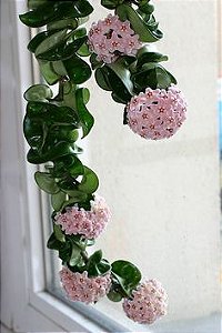 Hoya Carnosa Compacta (Muda Menor)